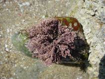 Corallina1